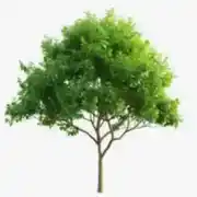 حكيم مرعشلي