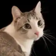 نهى موسى