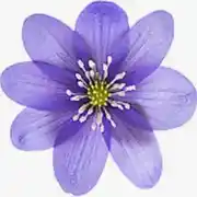  داليا