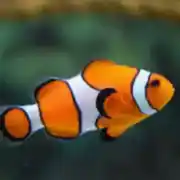  ياسمين